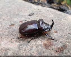 Attēlu rezultāti vaicājumam “Fuligo licentii”