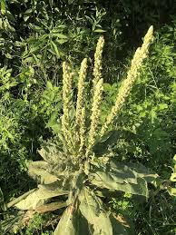 Attēlu rezultāti vaicājumam “Verbascum thapsus fruit”
