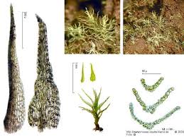 Attēlu rezultāti vaicājumam “Dicranella staphylina”