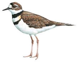 Image result for Charadrius vociferus