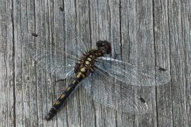 Attēlu rezultāti vaicājumam “Leucorrhinia dubia”