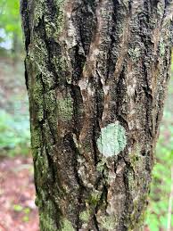 Attēlu rezultāti vaicājumam “Stemonitopsis aequalis (var. aequalis) stalked”