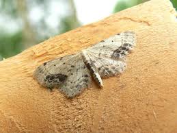 Attēlu rezultāti vaicājumam “Idaea dimidiata”