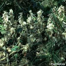 Attēlu rezultāti vaicājumam “Lathraea squamaria fruit”