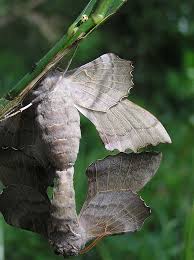 Attēlu rezultāti vaicājumam “Laothoe populi”