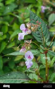 Attēlu rezultāti vaicājumam “Impatiens glandulifera flower”