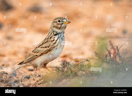 Image result for Calandrella rufescens