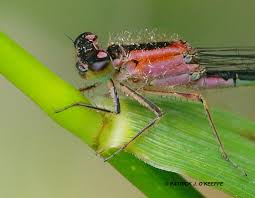 Attēlu rezultāti vaicājumam “Ischnura elegans”