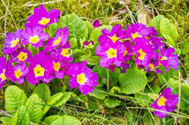 Attēlu rezultāti vaicājumam “Primulaceae”