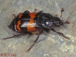 Attēlu rezultāti vaicājumam “Nicrophorus investigator imago”