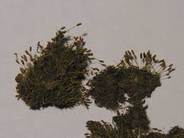 Attēlu rezultāti vaicājumam “Weissia brachycarpa”