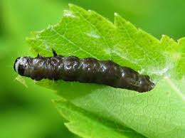 Attēlu rezultāti vaicājumam “Celypha siderana”