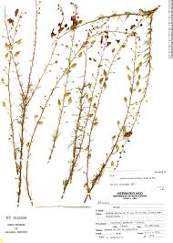 Image result for Alonsoa linearis