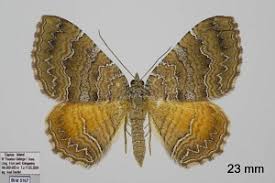 Attēlu rezultāti vaicājumam “Camptogramma bilineata”