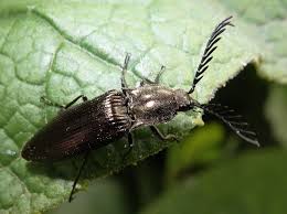 Attēlu rezultāti vaicājumam “Ctenicera pectinicornis”