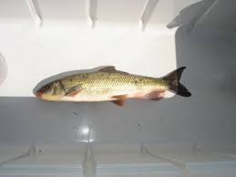 Image result for Moxostoma duquesnei