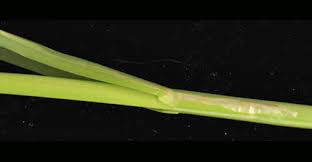 Attēlu rezultāti vaicājumam “Glyceria maxima leaf”