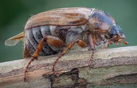 Attēlu rezultāti vaicājumam “Amphimallon solstitiale”