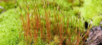 Attēlu rezultāti vaicājumam “Pleurocarpous mosses sporophyte”