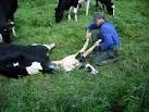 Birth of a calf - via Daymix