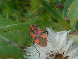 Attēlu rezultāti vaicājumam “Corizus hyoscyami”