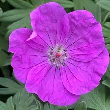 Attēlu rezultāti vaicājumam “Geranium sanguineum flower”