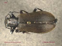 Attēlu rezultāti vaicājumam “Diderma ochraceum sessile”