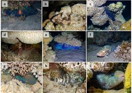 Image result for Scarus fuscopurpureus