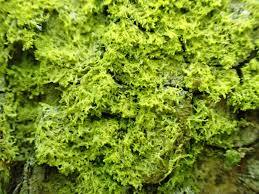 Attēlu rezultāti vaicājumam “Metzgeria violacea”