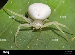 Attēlu rezultāti vaicājumam “Thomisidae”