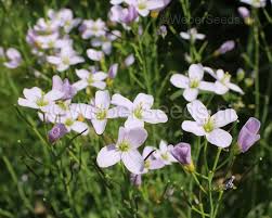 Attēlu rezultāti vaicājumam “Cardamine pratensis flower”