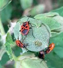 Attēlu rezultāti vaicājumam “Pyrrhocoris apterus imago”