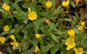 Image result for Nachtkerze