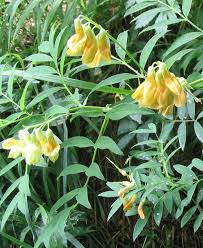 Attēlu rezultāti vaicājumam “Lathyrus laevigatus”