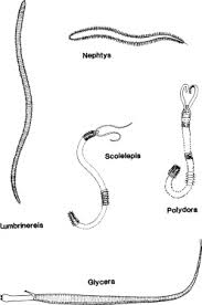 Attēlu rezultāti vaicājumam “Hypogastrura sp.”