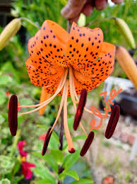 Attēlu rezultāti vaicājumam “Lilium lancifolium flower”