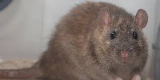 Attēlu rezultāti vaicājumam “Rattus norvegicus”