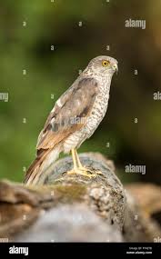 Attēlu rezultāti vaicājumam “Accipiter nisus male”