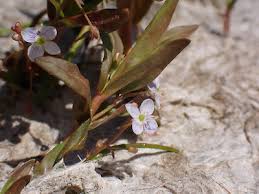 Attēlu rezultāti vaicājumam “Veronica scutellata bud”