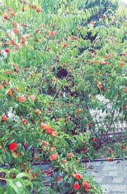 Image result for donut peach