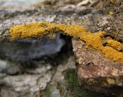 Attēlu rezultāti vaicājumam “Oligonema favogineum”