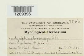 Attēlu rezultāti vaicājumam “Erysiphe galeopsidis”