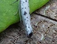 Attēlu rezultāti vaicājumam “Yponomeuta plumbella”