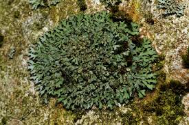 Attēlu rezultāti vaicājumam “Phaeophyscia orbicularis”