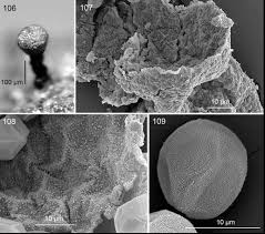 Attēlu rezultāti vaicājumam “Licea minima”