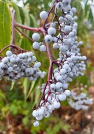 Attēlu rezultāti vaicājumam “Sambucus”