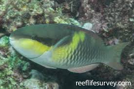 Image result for Scarus fuscopurpureus