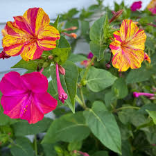 Attēlu rezultāti vaicājumam “Bulbochaete mirabilis”