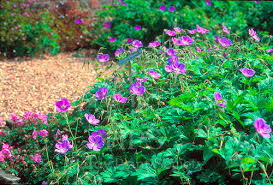 Attēlu rezultāti vaicājumam “Geranium bohemicum”