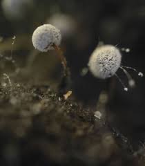 Attēlu rezultāti vaicājumam “Didymium verrucisporum stalked”